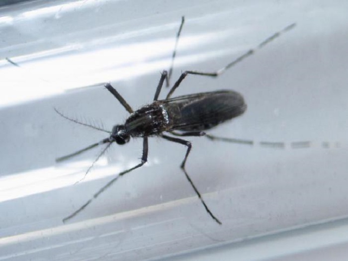 First Zika virus death in France`s Martinique